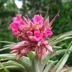 Tillandsia geminiflora