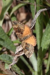 Epirrhoe plebeculata