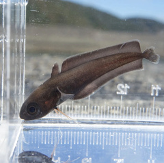Japanese Codling photo 3