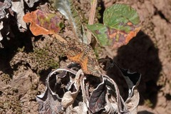 Epirrhoe plebeculata