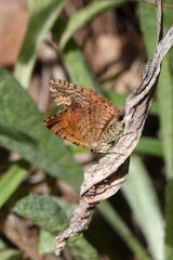 Epirrhoe plebeculata