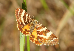 Chrysolarentia polycarpa