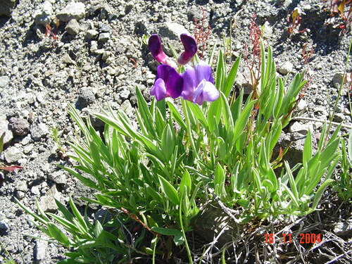 many-headed vetchling (Lathyrus multiceps)