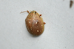 Paropsis lutea