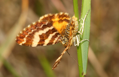 Chrysolarentia polycarpa