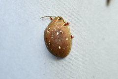 Paropsis lutea