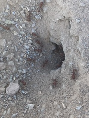 Pogonomyrmex maricopa