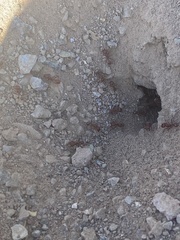 Pogonomyrmex maricopa
