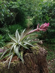 Tillandsia geminiflora