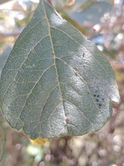 Tetranychus cinnabarinus