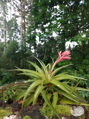 Tillandsia geminiflora