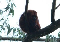 Alouatta guariba