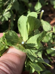 Euphorbia helioscopia