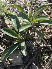 Penstemon cobaea