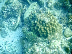 Halichoeres maculipinna