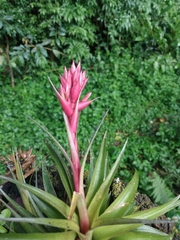 Tillandsia geminiflora