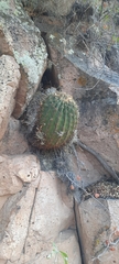 Ferocactus histrix
