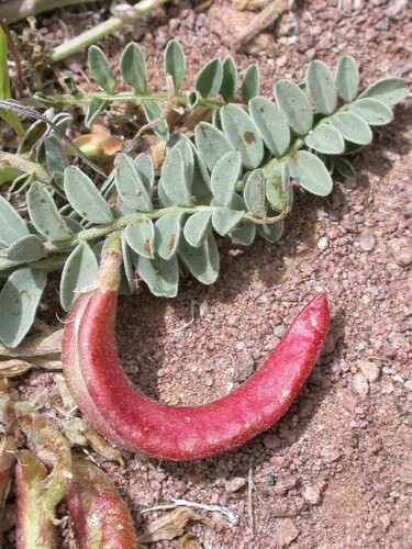 ground-crescent milkvetch (Astragalus chamaemeniscus)
