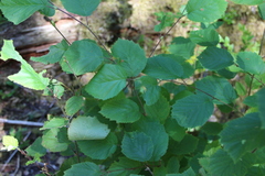 Corylus cornuta