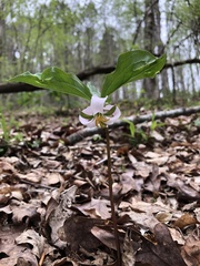 Trillium catesbaei