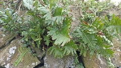 Polypodium macaronesicum azoricum