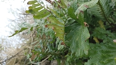 Polypodium macaronesicum azoricum