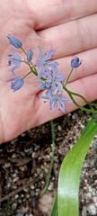 Scilla monophyllos