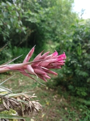 Tillandsia geminiflora
