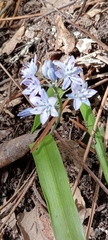 Scilla monophyllos
