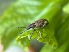 Mimographus