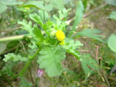 Grangea maderaspatana