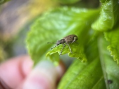 Mimographus