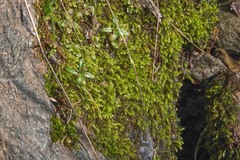 Scleropodium obtusifolium