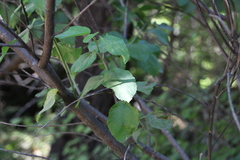Ceanothus sanguineus