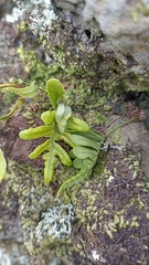 Polypodium macaronesicum azoricum