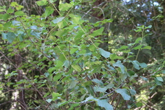 Ceanothus sanguineus