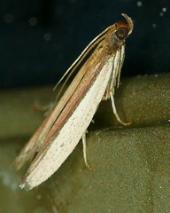 Tampa dimediatella