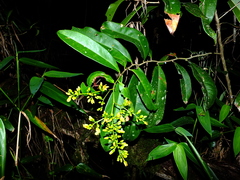 Ouratea leblondii
