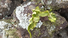 Polypodium macaronesicum azoricum