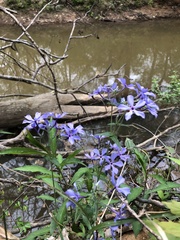 Phlox divaricata divaricata