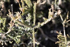 Acantholippia seriphioides