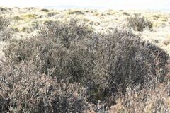 Acantholippia seriphioides