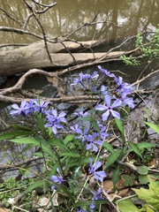 Phlox divaricata divaricata