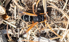 Hypodynerus labiatus