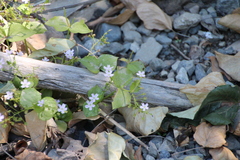 Claytonia sibirica
