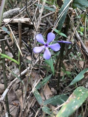 Phlox divaricata divaricata