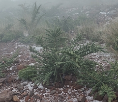 Adenocarpus viscosus