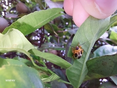 Supputius cincticeps