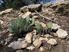 Opuntia lindheimeri