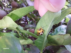 Supputius cincticeps